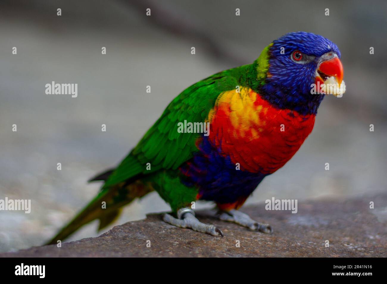 Ein bunter Vogel namens Rainbow Lorikeet mit einem Leckerbissen im Schnabel Stockfoto
