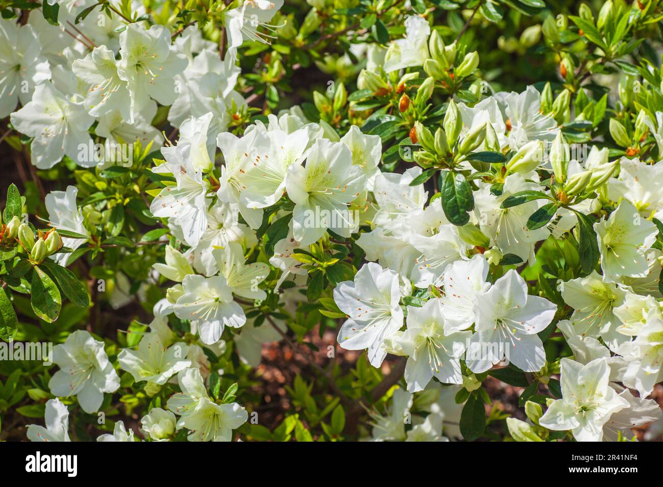 Azalea IRISH CREME, Rhodendron x „IRISH CREME“ im Mercer Arboretum und Botanical Gardens in Humble, Texas. Stockfoto