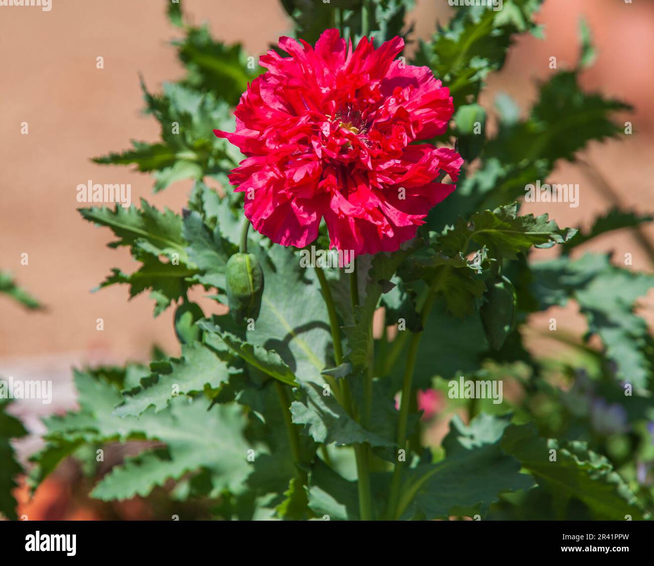 Oriental Poppy, Papaver orientale, in den Rose Emporium Gardens in der Nähe von Indpendence, Texas. Stockfoto