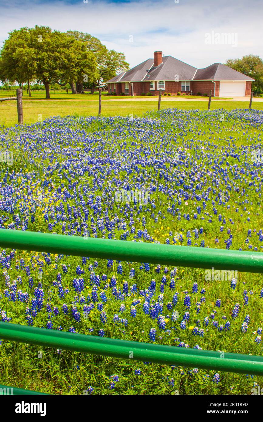 Texas Bluebonnet Wildblumen, Lupinus texensis, blühen im Frühling auf der Farm-to-Market Road 390 in Texas. Stockfoto