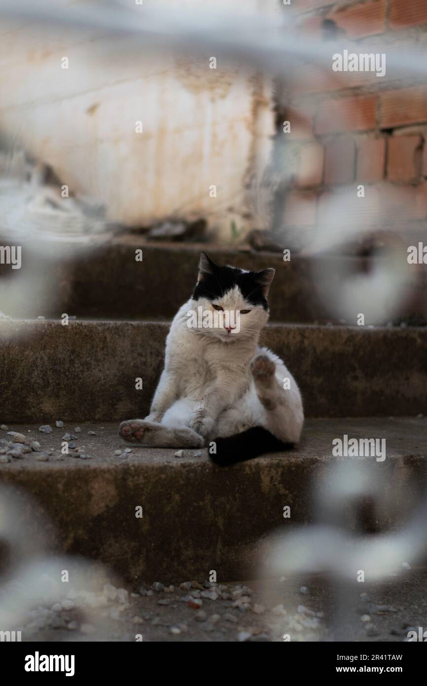 14. April 2023: Eine streunende Katze reinigt sich im Sonnenschutz, Torrox Pueblo. Stockfoto