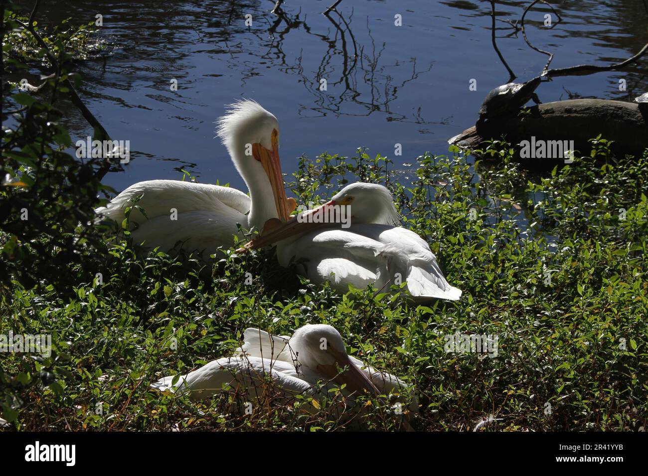 Tiere und Vögel im Zoo von San Francisco Stockfoto