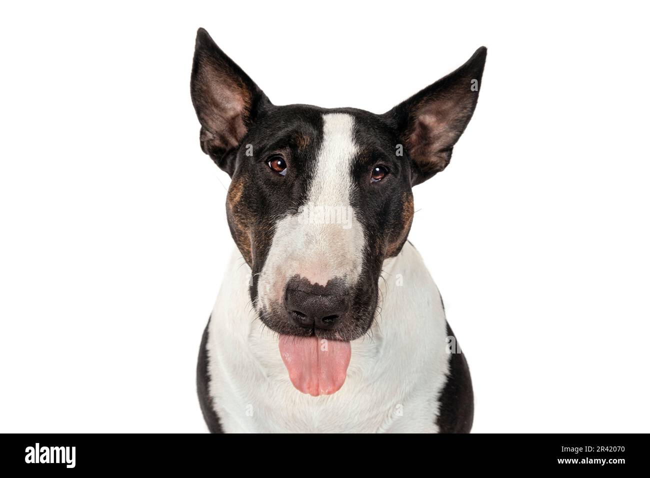 Bull Terrier Hund mit ausgezogener Zunge, verspielter Ausdruck auf weißem Hintergrund Stockfoto