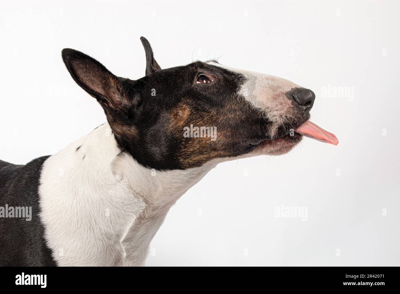 Bull Terrier Hundeprofil mit herausstehender Zunge, weißer Hintergrund Stockfoto