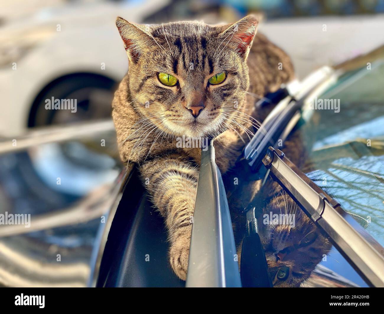 Tabby Cat entspannt sich im Auto Stockfoto