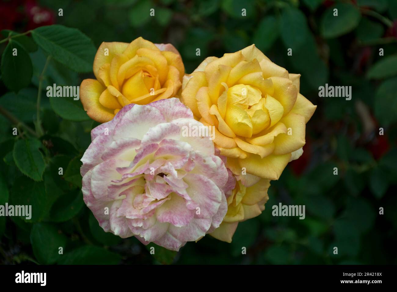 Wenn die gelben Rosenblumen verwelken, ändern sie ihre Farbe in Rot und Weiß Stockfoto