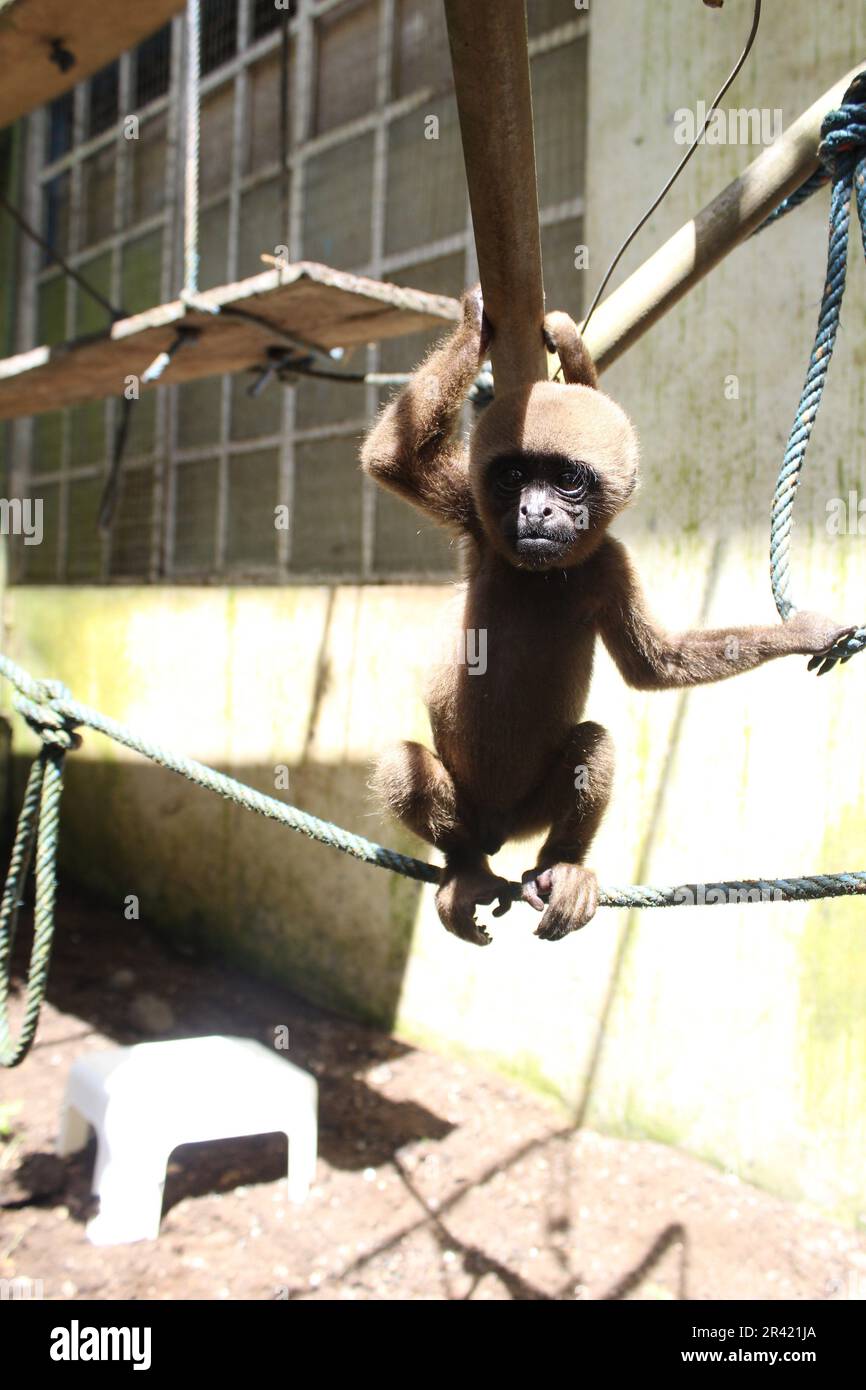 Baby-Affe im Rettungszentrum Stockfoto