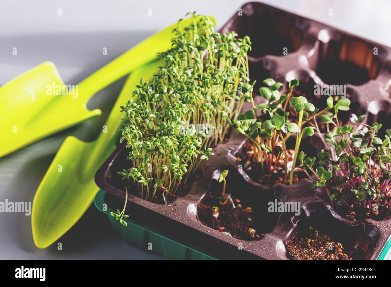 Verschiedene Arten von Microgreens Stockfoto