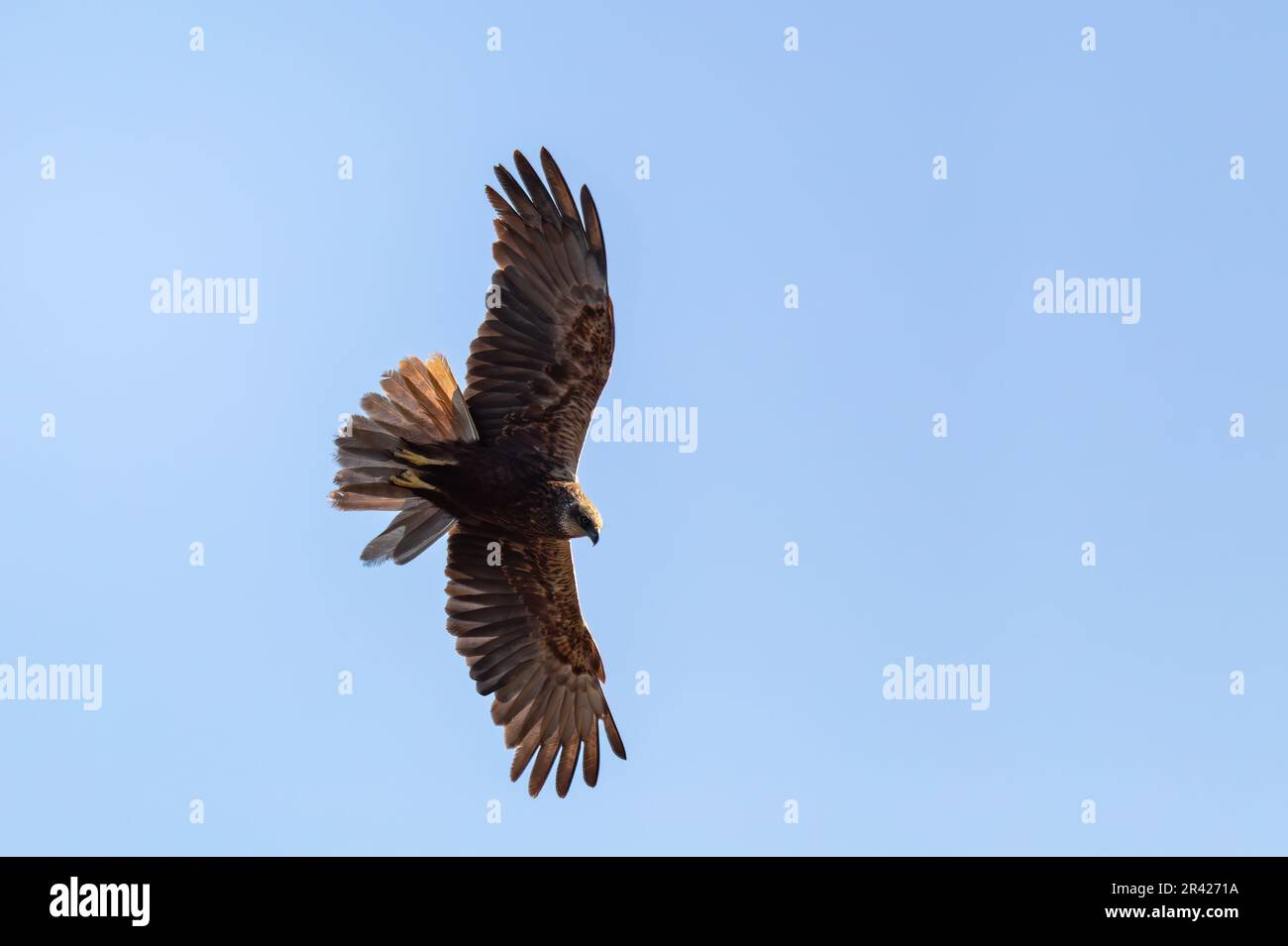 Marsh Harrier, Circus aeruginosus, Raubvögel, Wildtiere in Europa Stockfoto