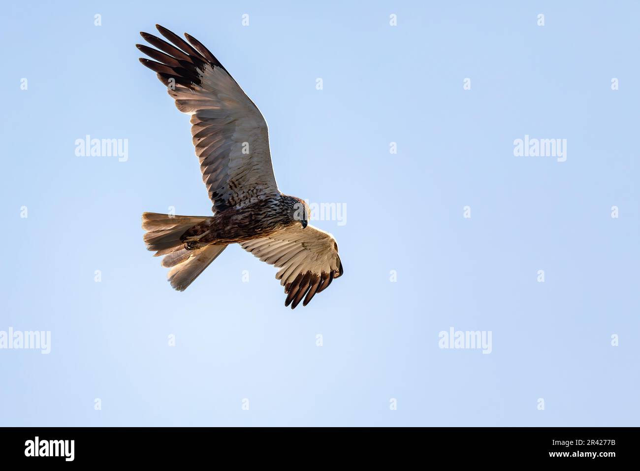 Marsh Harrier, Circus aeruginosus, Raubvögel, Wildtiere in Europa Stockfoto