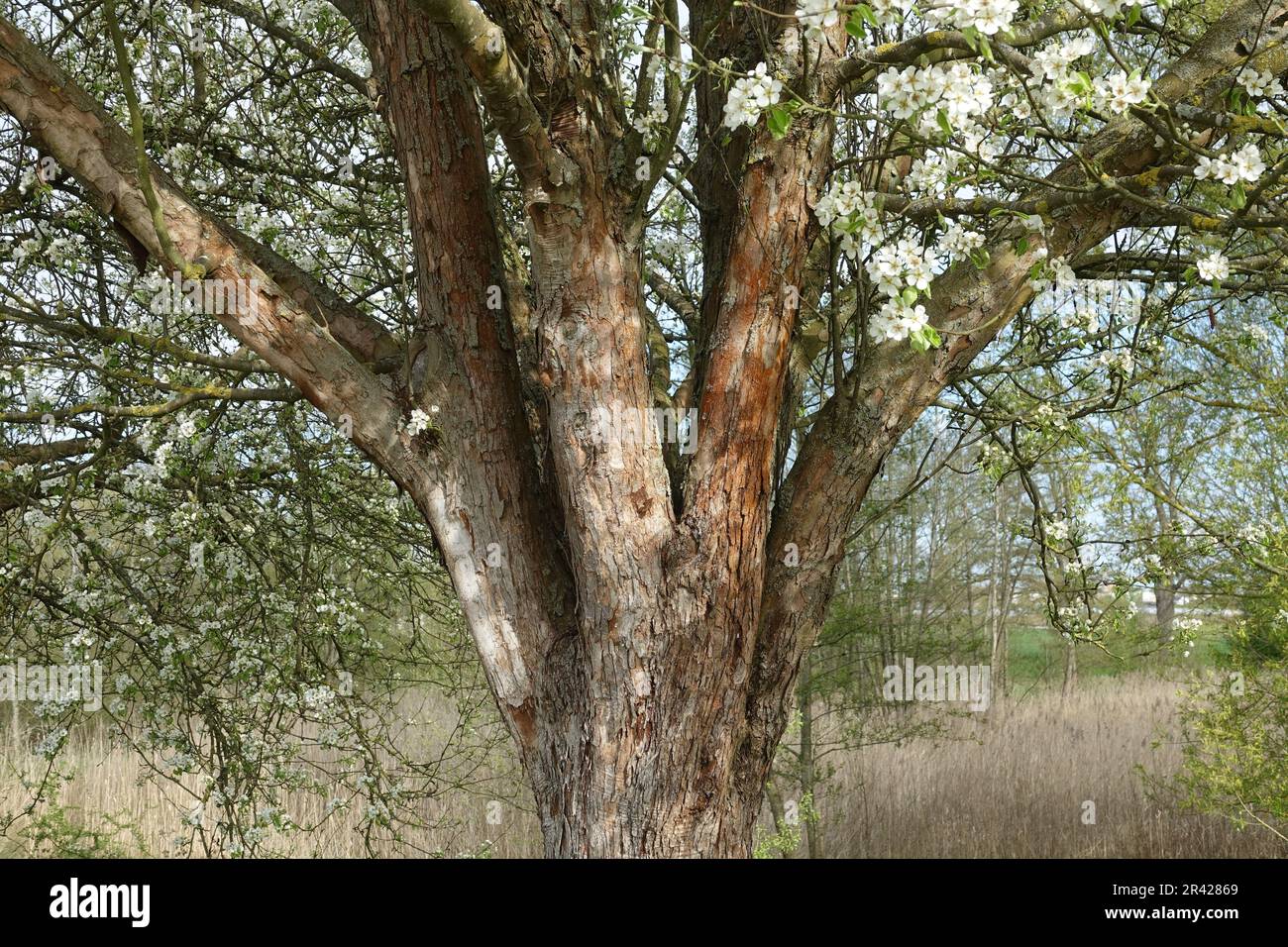 Pyrus Pyraster, Europäische Wildbirne Stockfoto