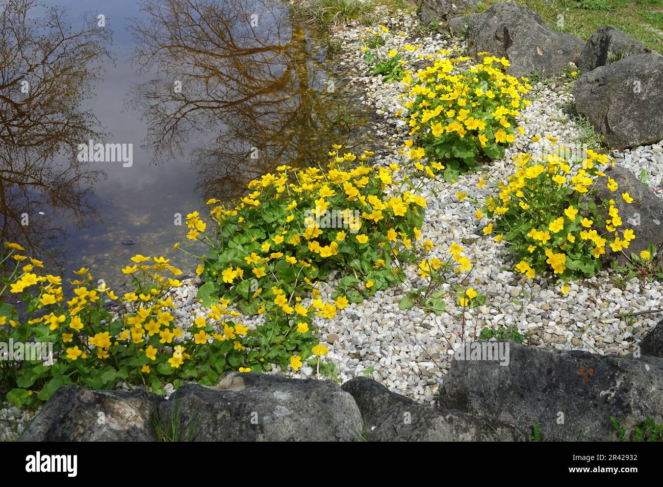 Caltha palustris, König-Scup Stockfoto