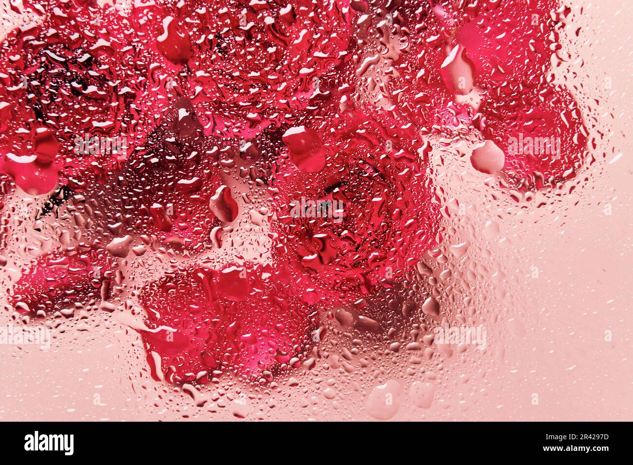 Blumen unter Glas mit Wassertropfen. Rote Rosen auf pinkfarbenem Hintergrund und Klumpen-Muster Stockfoto