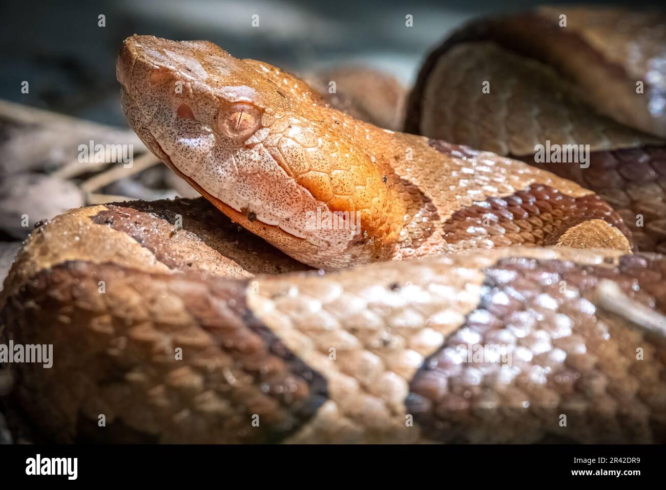 Die Verschlüsse eines giftigen Kupferkopfes (Agkistrodon contortrix). Raleigh, North Carolina. Stockfoto