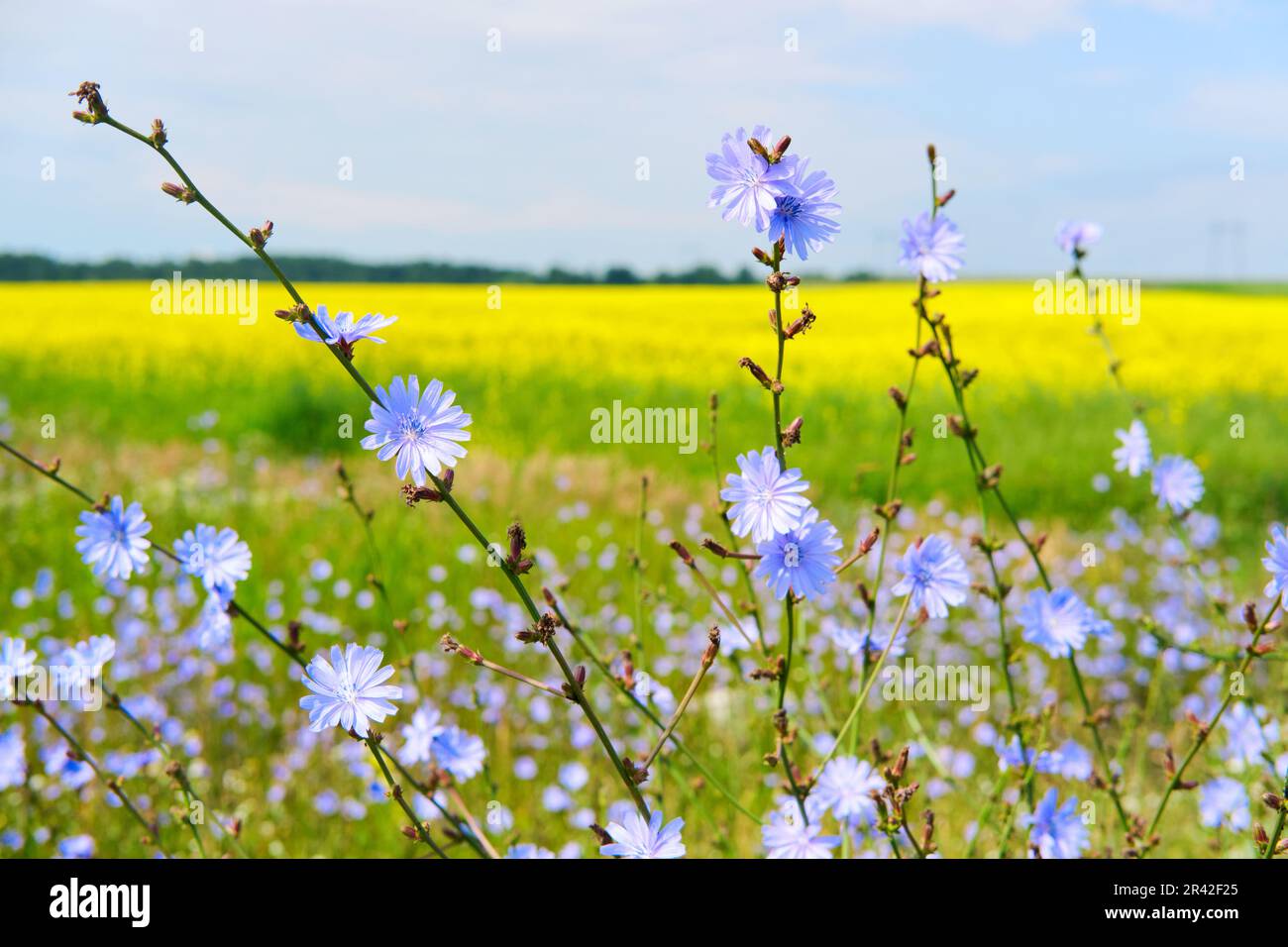 Blühende Zichorien- und Rapsfelder. Farbenfroher Mittelsommer, selektiver Fokus Stockfoto