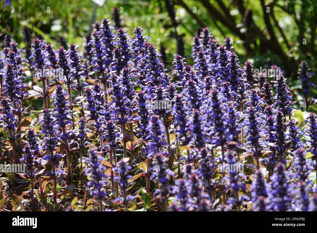 Ajuga reptans Atropurpurea, Rotblättriges Horn Stockfoto