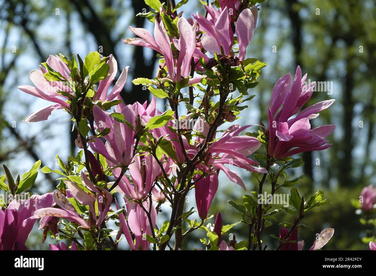 Magnolia liliiflora Susan, lilyblühende Magnolie Stockfoto