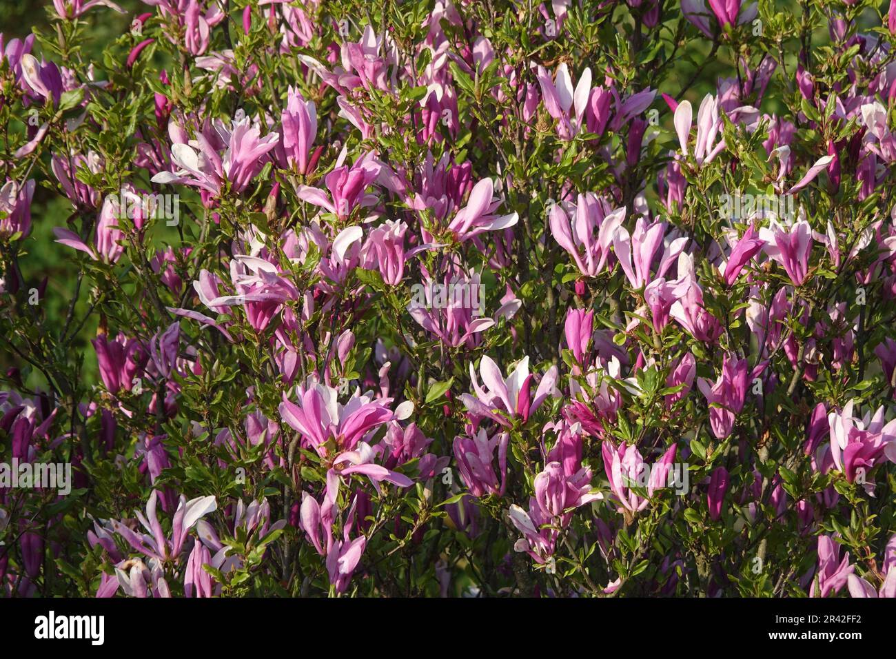 Magnolia liliiflora Susan, lilyblühende Magnolie Stockfoto
