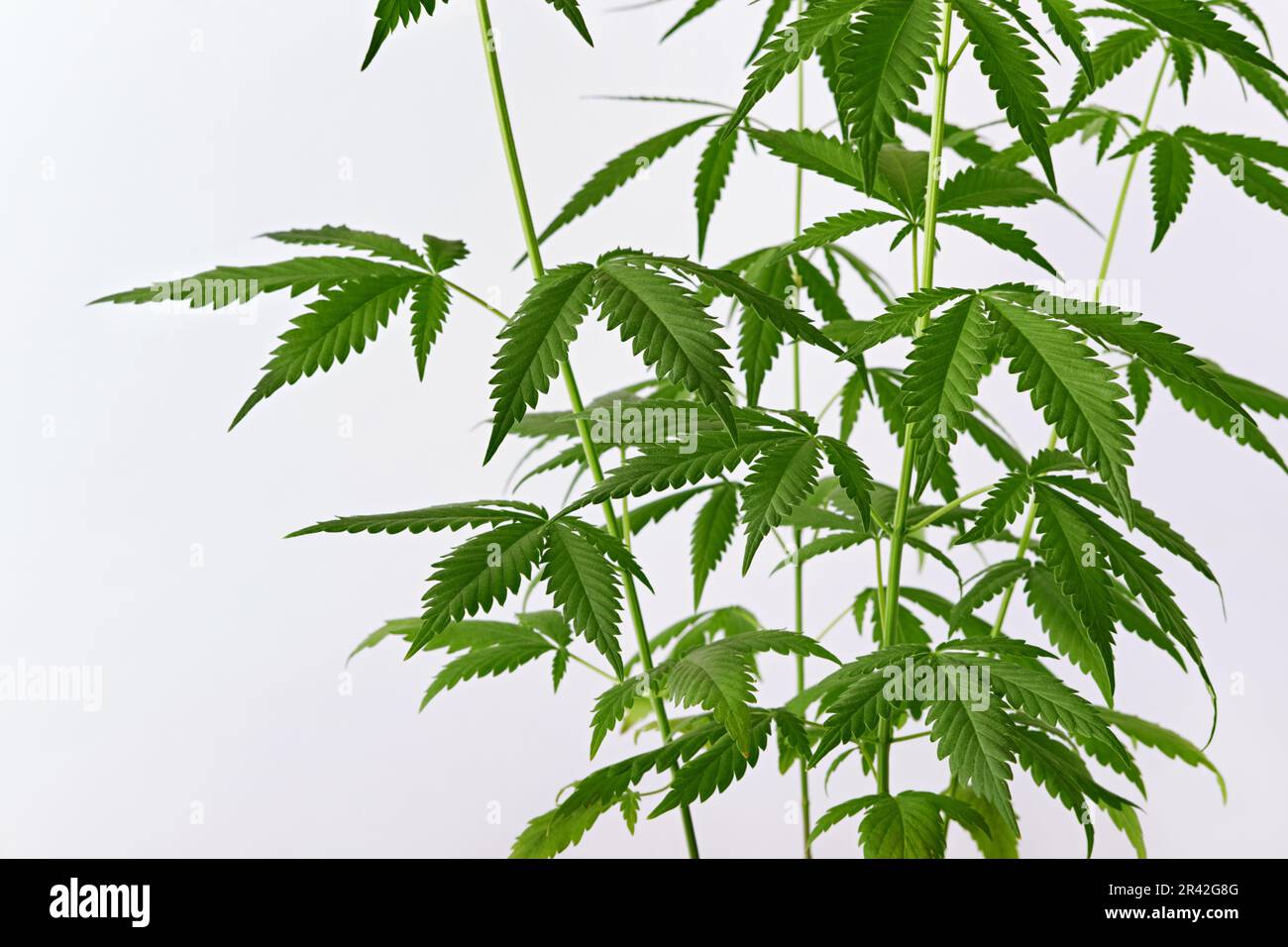 Wunderschöne grüne Marihuana-Pflanze. Hanf Cannabis Blätter auf weißem Hintergrund. Vorderansicht Stockfoto