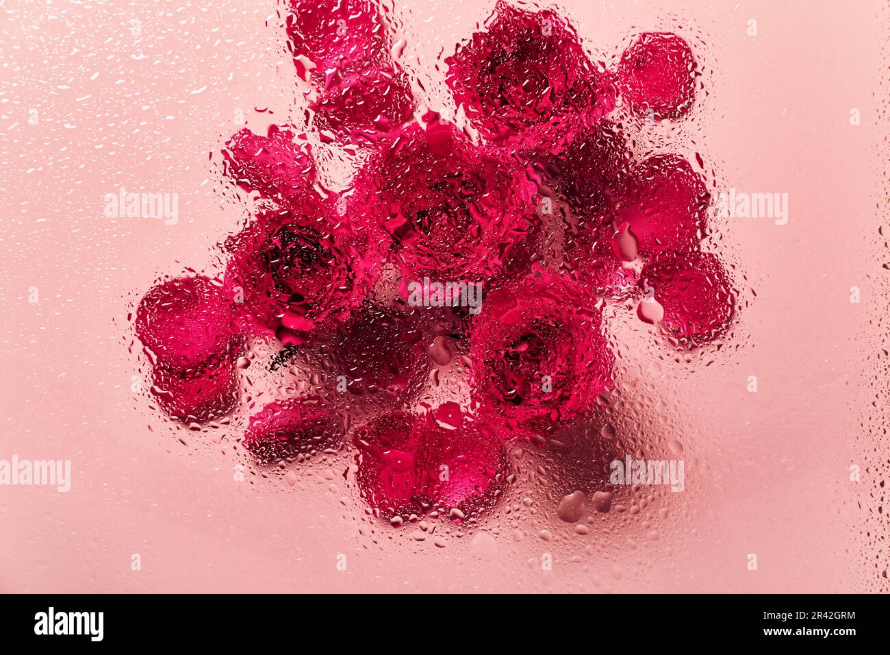 Blumen unter Glas mit Wassertropfen. Rote Rosen auf pinkfarbenem Hintergrund und Klumpen-Muster Stockfoto