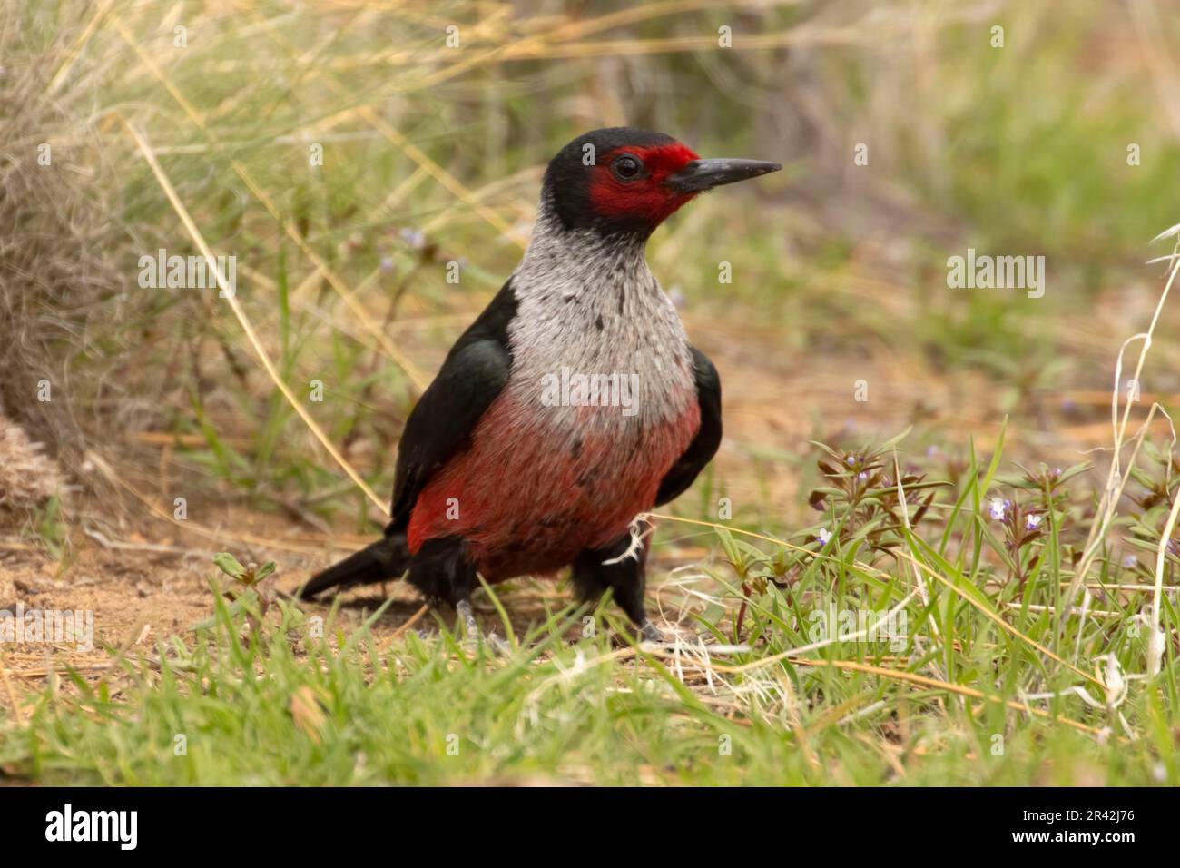 Lewis Woodpecker (Melanerpes lewis), Cabin Lake Viewing Blind, Deschutes National Forest, Oregon Stockfoto