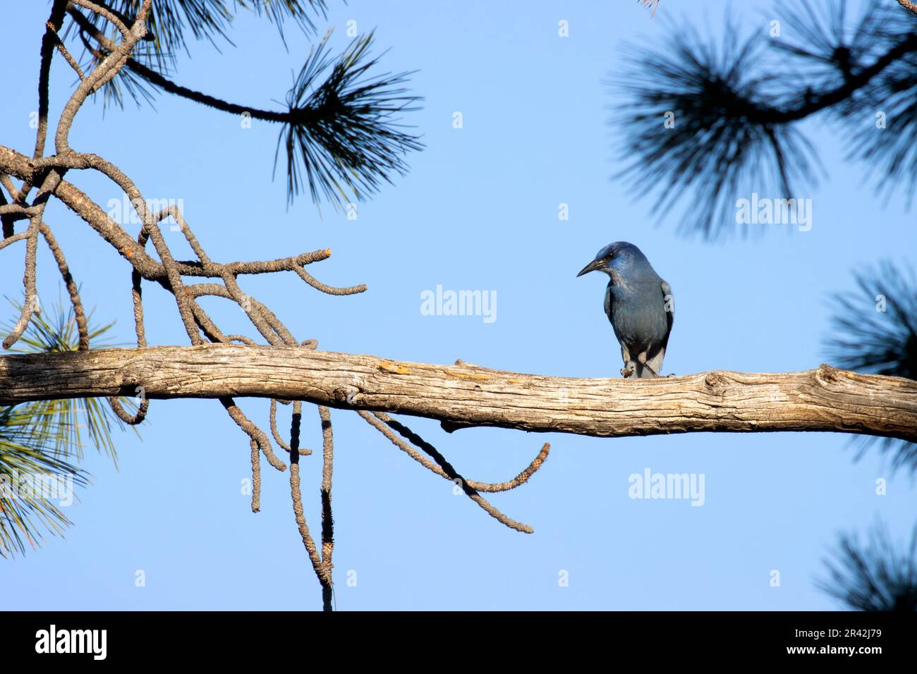 Pinyon jay (Gymnorhinus cyanocephalus), Cabin Lake Viewing Blind, Deschutes National Forest, Oregon Stockfoto