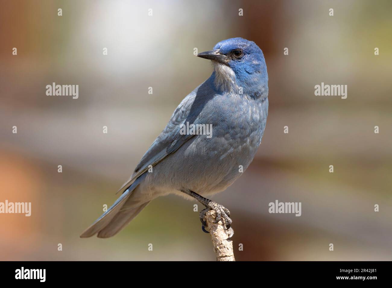 Pinyon jay (Gymnorhinus cyanocephalus), Cabin Lake Viewing Blind, Deschutes National Forest, Oregon Stockfoto