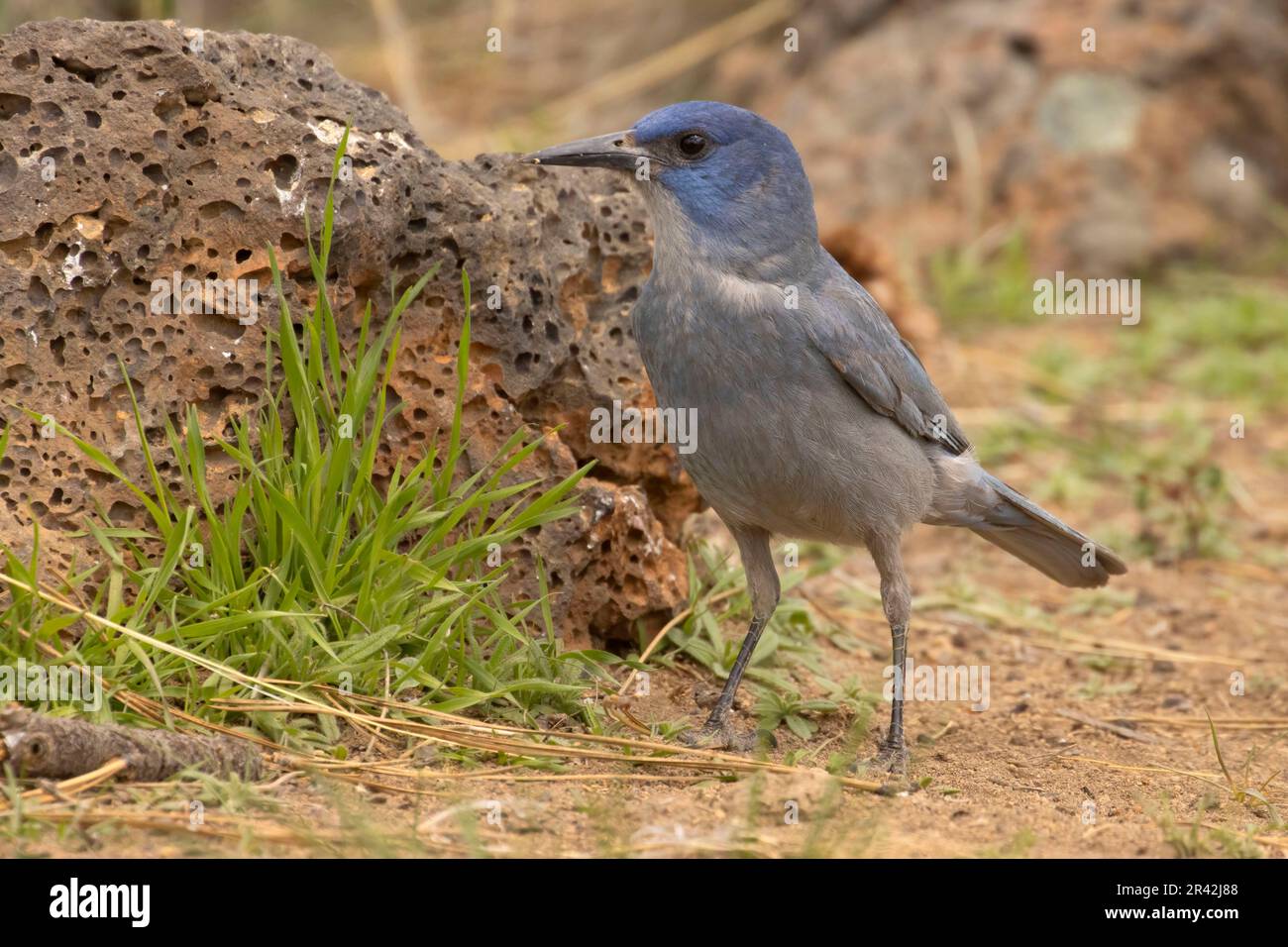 Pinyon jay (Gymnorhinus cyanocephalus), Cabin Lake Viewing Blind, Deschutes National Forest, Oregon Stockfoto