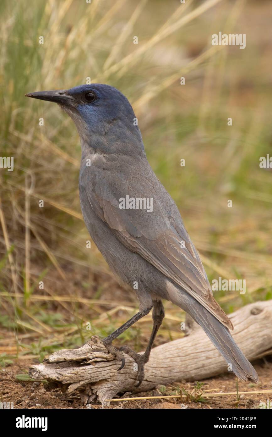 Pinyon jay (Gymnorhinus cyanocephalus), Cabin Lake Viewing Blind, Deschutes National Forest, Oregon Stockfoto