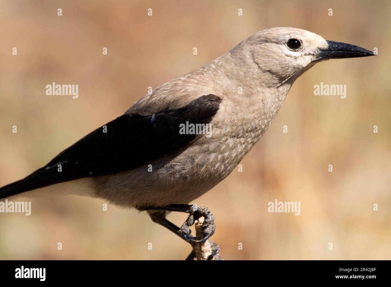 Clarks Nussknacker (Nucifraga columbiana), Cabin Lake Viewing Blind, Deschutes National Forest, Oregon Stockfoto