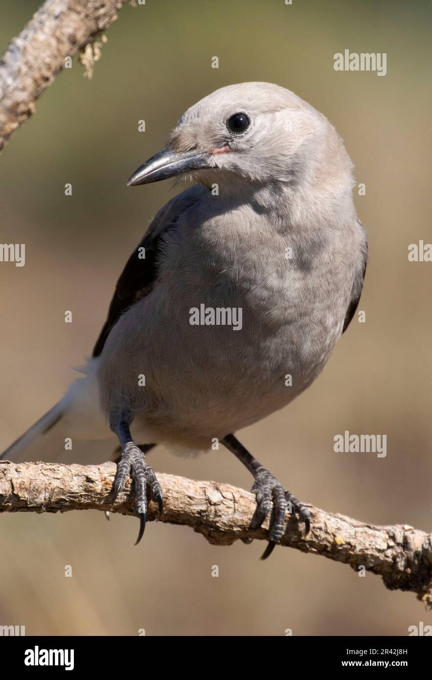 Clarks Nussknacker (Nucifraga columbiana), Cabin Lake Viewing Blind, Deschutes National Forest, Oregon Stockfoto