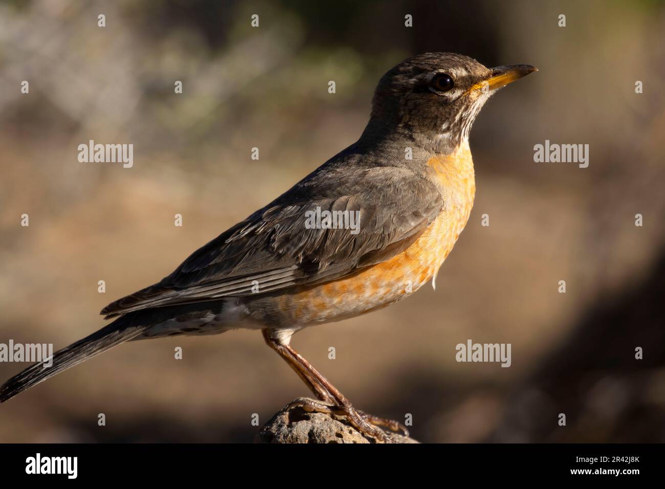 Amerikanischer Rotkehlchen (Turdus migratorius), Hütte See Blick blind, Deschutes National Forest, Oregon Stockfoto