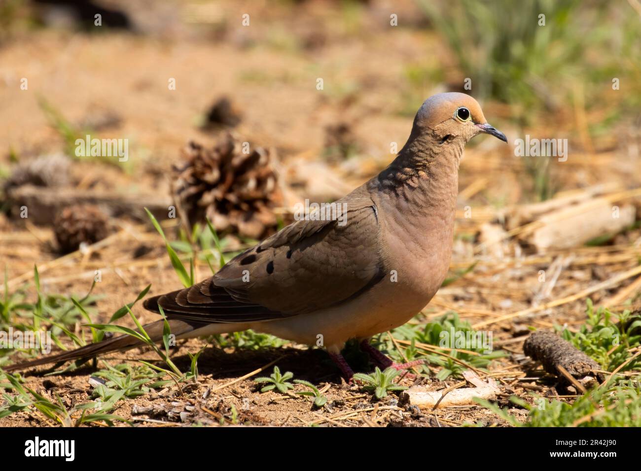 Mourning Dove (Zenaida macroura), Cabin Lake Viewing Blind, Deschutes National Forest, Oregon Stockfoto