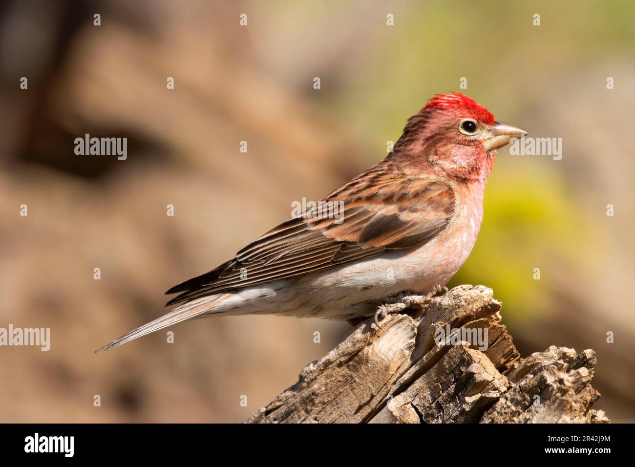 Cassin's Finch (Haemorhous cassinii), Cabin Lake Viewing Blind, Deschutes National Forest, Oregon Stockfoto