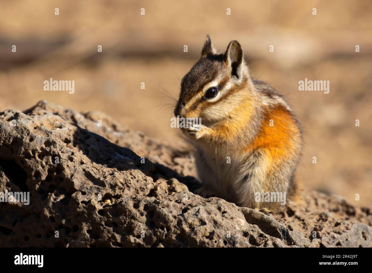 Chipmunk, Hütte See Blick Blind, Deschutes National Forest, Oregon Stockfoto