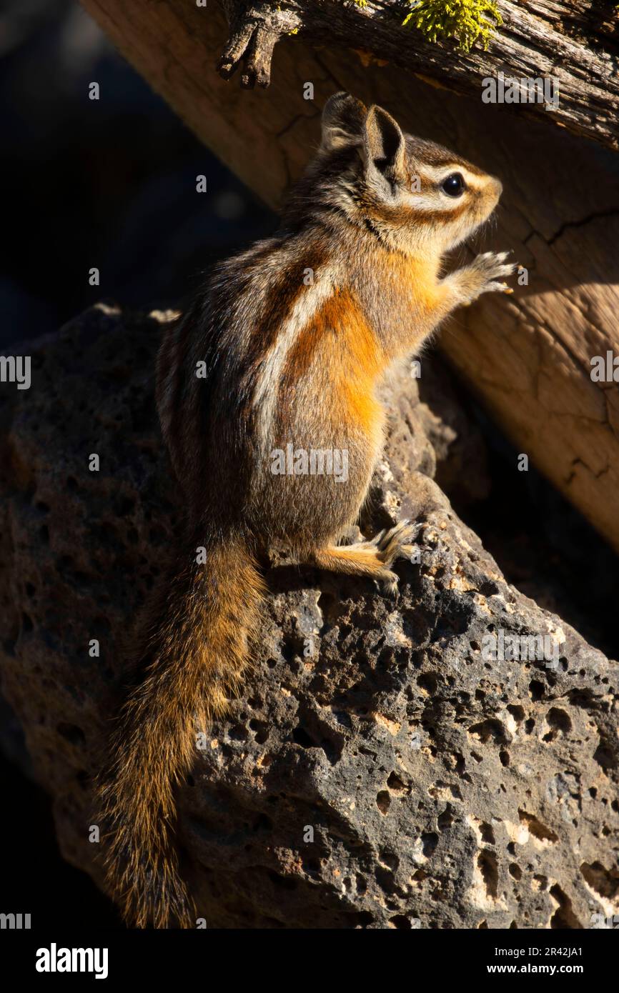 Chipmunk, Hütte See Blick Blind, Deschutes National Forest, Oregon Stockfoto