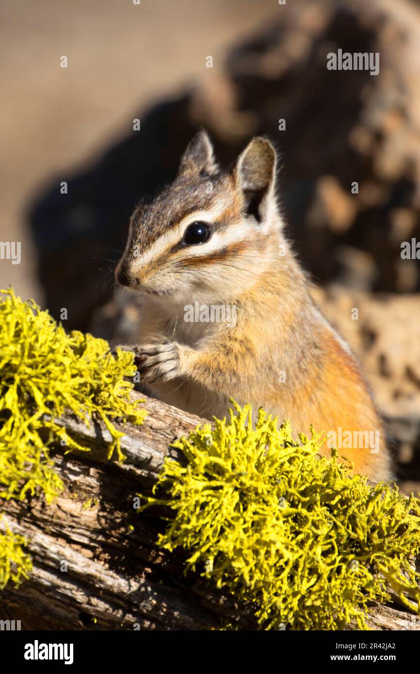 Chipmunk, Hütte See Blick Blind, Deschutes National Forest, Oregon Stockfoto