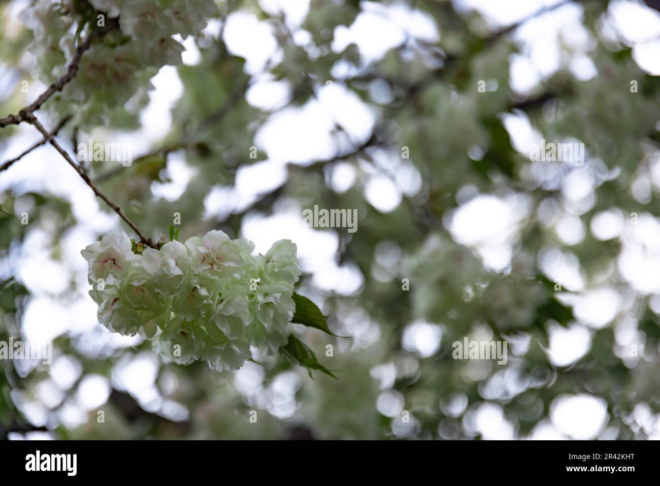 Ukon Kirschblüten schweben im Wind bewölkt am Tag der Schließung Stockfoto