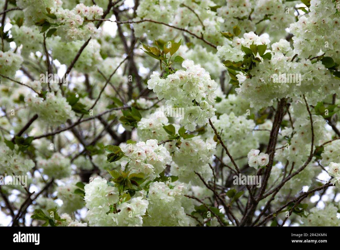 Ukon Kirschblüten schweben im Wind bewölkt am Tag der Schließung Stockfoto