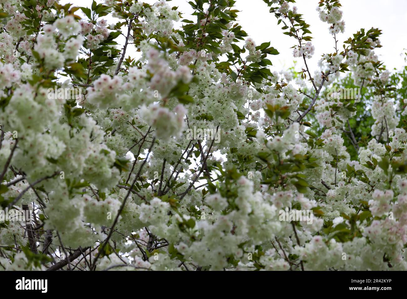 Ukon Kirschblüten schweben im Wind bewölkter Tag Stockfoto