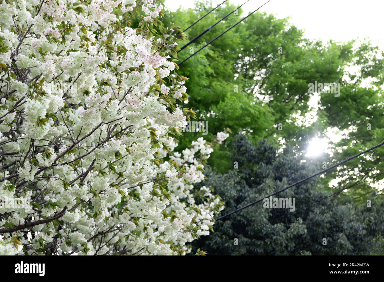 Ukon Kirschblüten schweben im Wind bewölkter Tag Stockfoto