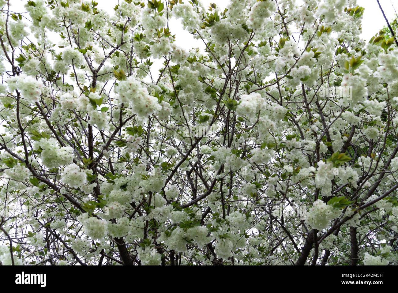 Ukon Kirschblüten schweben im Wind bewölkter Tag Stockfoto