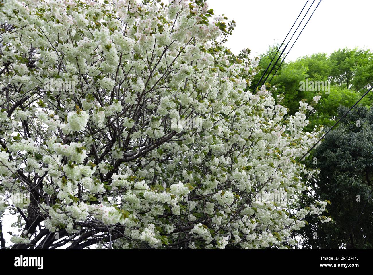 Ukon Kirschblüten schweben im Wind bewölkter Tag Stockfoto