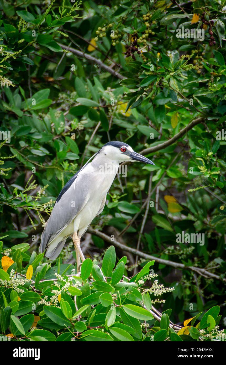 Vogelbeobachtung ist eine beliebte Aktivität in der Tres Palos Lagune in Acapulco Stockfoto