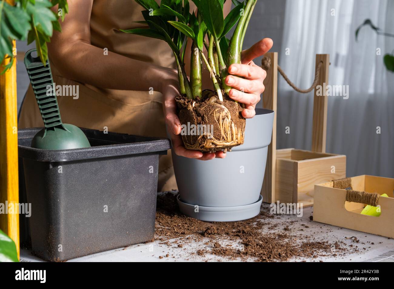 berwucherte heimische Pflanzen saftige Zamioculcas mit einem Klumpen  Wurzeln und Zwiebeln in einen neuen greren Topf umtopfen. Ich kmmere  mich um Topfpflanzen, die Hnde einer Frau im apr Stockfotografie - Alamy