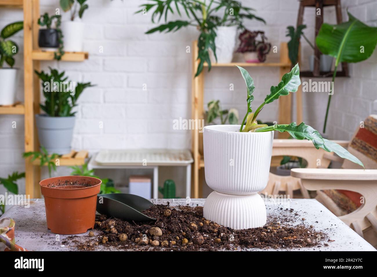 Heimpflanzen-Philodendron mit einem Klumpen Wurzeln in einen neuen,  greren Topf umtopfen. Pflege einer Topfpflanze, Anordnung auf dem Tisch  mit Erde, Schaufel, Ziermittel f Stockfotografie - Alamy