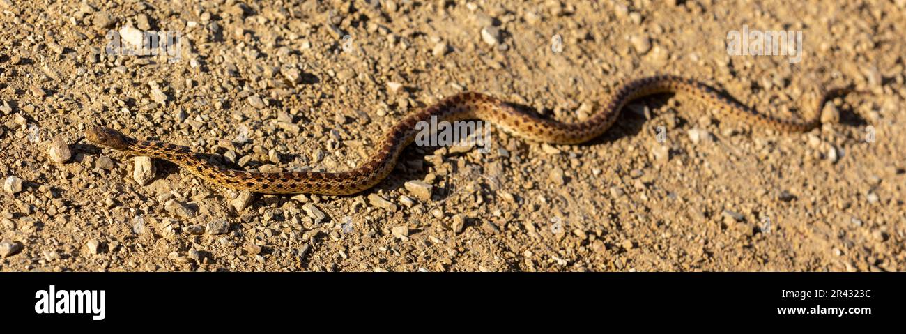 Pacific Gopher Snake Sub - Erwachsener rutscht auf dem Trail. Joseph D Grant County Park, Santa Clara County, Kalifornien, USA. Stockfoto