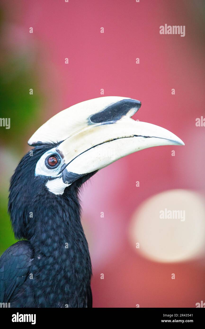 Portrait eines erwachsenen männlichen orientalischen Rattenhornvogel neben einem öffentlichen Wohnhaus, Singapur Stockfoto
