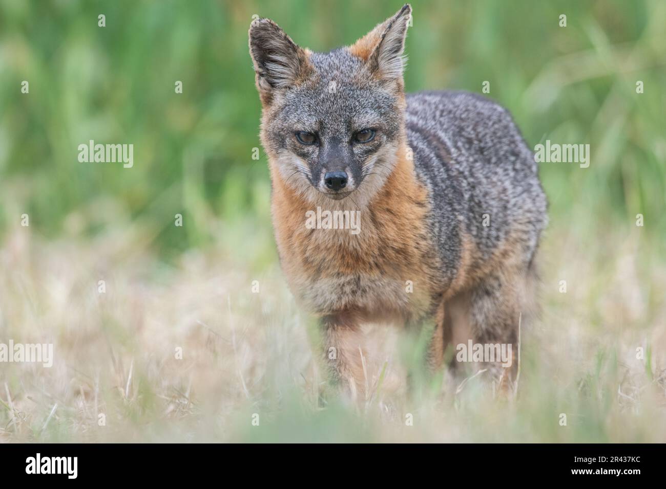 Ein Inselfuchs (Urocyon littoralis), eine bedrohte Art, der Blickkontakt auf Santa Cruz Island, Channel Islands National Park, Kalifornien, USA. Stockfoto