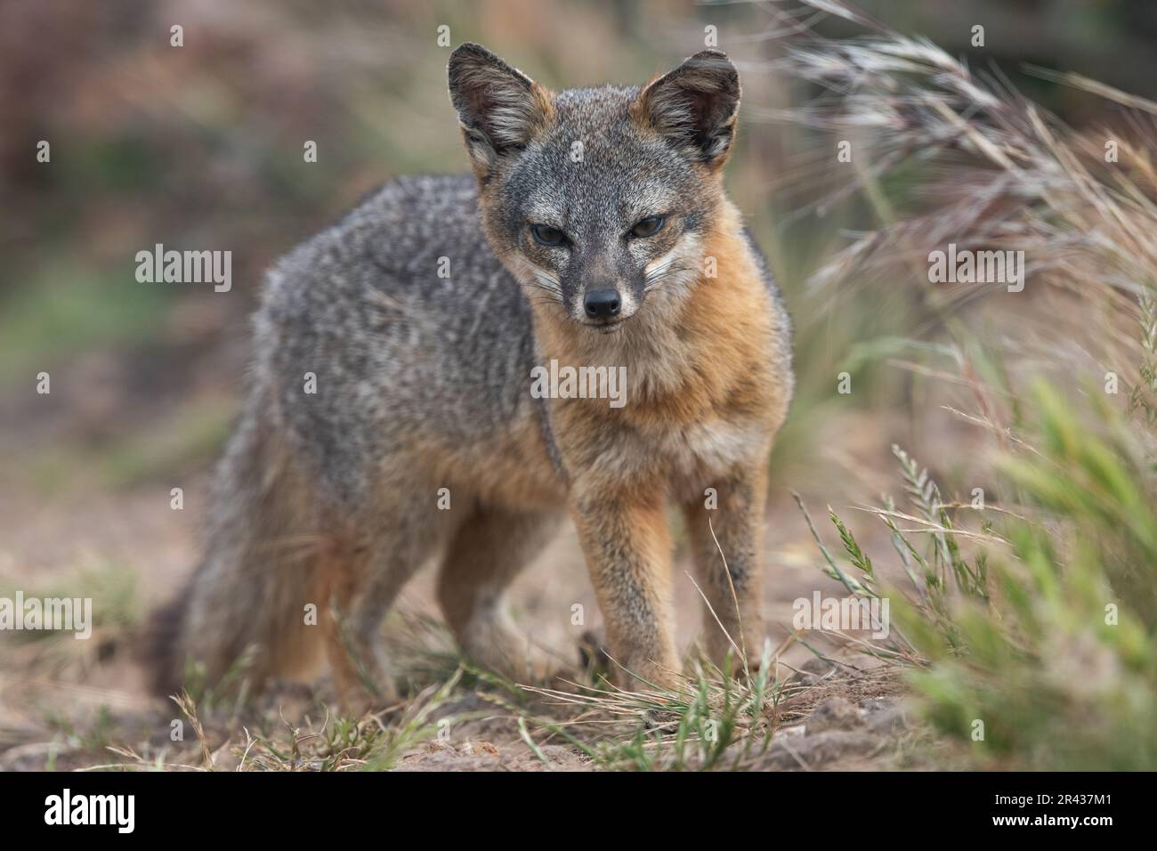 Ein Inselfuchs (Urocyon littoralis) auf Santa Cruz Island, Channel Islands National Park, Kalifornien, USA. Stockfoto